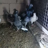 یه چخ المانی