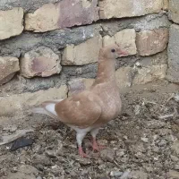 مینا زرد کاکل و سبز پلاکی عطیقه ماده