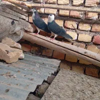 سجفت کفترنروماده فروشی