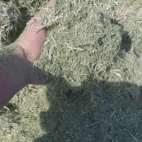 یونجه خرمنکوب