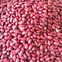 پخش خورد و عمده لوبیا قرمز درجه یک لرستان