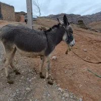 خر ماده جوان