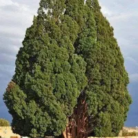 فروش-باغ-سندار-ماشین-رو