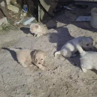 فروش توله شیتزو کوچک