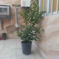 درختچه یاس هلندی و کاج