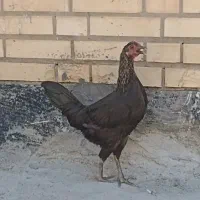 مرغ