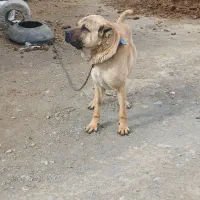 واگذاری سگ سرابی توله بزسرخاب