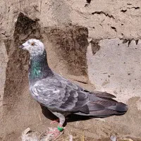 کبوتر سوسکی آلمانی ماده جوونه  صید یاغی