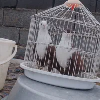 کفتر|پرنده|شیروان (خراسان), |دیوار