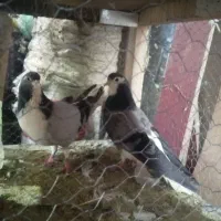 خرقه، سینه پاک، سرور، سیمونی