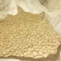 نخود الیگودرز منطقه گلک