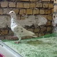 کبوتر|پرنده|رضویه, |دیوار