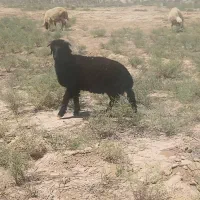 بره نرچاق در هویزه