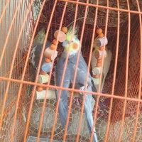 عروس هلندی