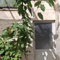 نهال|گل و گیاه طبیعی|اصفهان, شاهد|دیوار