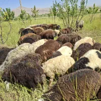 فروش بره ریز و درشت