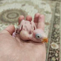 ملنگو سرلاکی