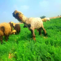 به یک چوپان مسلط به گله داری نیازمندم