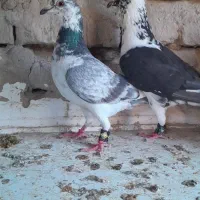 دو جفت درجه یک فروشی