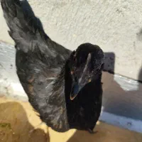 نیمچه مرغ جوجه گوشتی