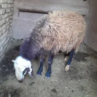 بره نر|حیوانات مزرعه|بالا ولایت, |دیوار