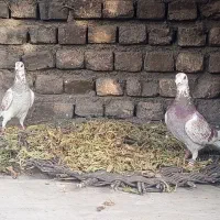 کبوتر|پرنده|زبرخان, |دیوار