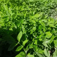 شتیل گوجه