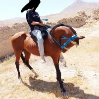 نریان اصیل عرب