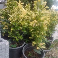 گل وگیاه خزان