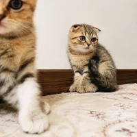 توله گربه اسکاتیش فولد
