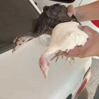 فروش جوجه بوقلمون سه ماهه