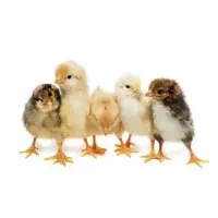 جوجه یک روزه