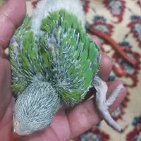 جوجه طوطی ملنگو سرلاکی یک ماهه