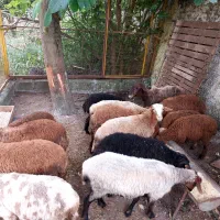 فروش بره نرو ماده با سلاخی