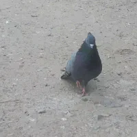 کبوتر