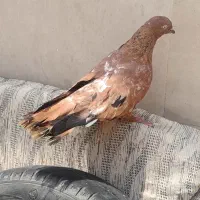 کبوتر تاپ نر