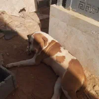 پیتبول ماده 1/5ساله