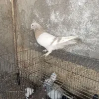 کبوتر بهبهانی نر  بازی کن