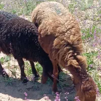 گوسفند|حیوانات مزرعه|سبزوار, قصبه شرقی|دیوار