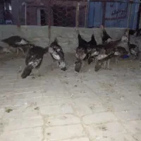 بوقلمون برنزه