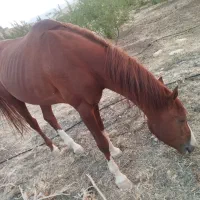 اسب درشور