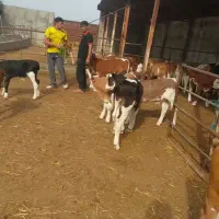 سیمینتال اصیل
