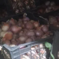 پیاز محلی چاروسا