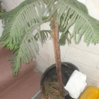 گیاه مطبق