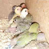 جوجه کوتوله سرلاکی