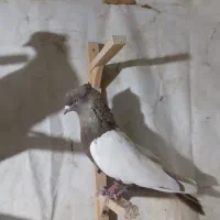 ۳عدد نر پرشی زدوخوردی