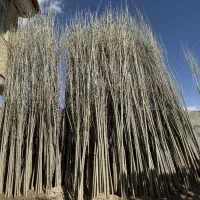 نهال صنوبر دوساله ۴متری