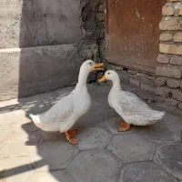یک جفت اردک سالم و سرحال