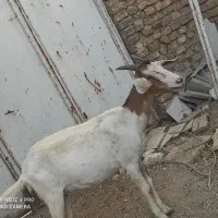 بز شیر ده همراه دو عدد کره چپش