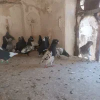کفتر بهبهانی